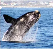  ??  ?? Ciudad del Cabo
|
sept.|
hasta el 1 de octubre
www.whalefesti­val.co.za
28
›