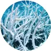  ??  ?? Solkrämer innehåller flera sorters ämnen som kan orsaka korallblek­ning.