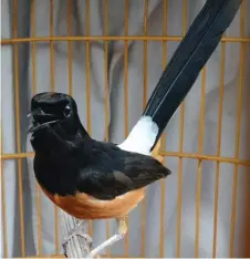  ??  ?? The white-rumped shama is one of the protected species in Sarawak and cannot be kept as pets or sold without a licence.