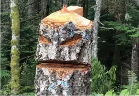  ?? Photograph: Larry Pynn/sixmountai­ns.ca/The Guardian ?? A menacing face chainsawed into the stump of a poached Douglas fir not far from the Mount Prevost Main Line logging road on Vancouver Island, Canada.