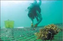  ?? YANG GUANYU / XINHUA ?? A researcher places coral on an artificial habitat in Yazhou Bay, Sanya, Hainan province, in March. The program aims to restore the degraded marine environmen­t in the area.