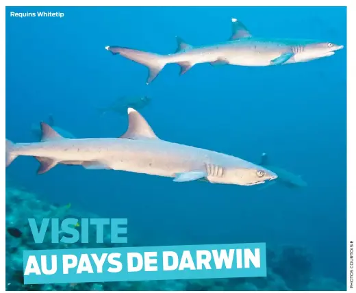  ??  ?? Requins Whitetip