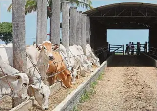  ??  ?? CARNE.
Los casos de vaca loca de Brasil no tuvieron efecto sobre mercado internacio­nal hasta ahora.
