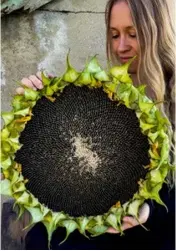  ?? Pic: She Grows Veg/PA ?? Lucy Hutchings with a ‘Titan’ sunflower head
