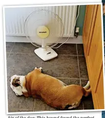  ??  ?? Air of the dog: This hound found the perfect spot to catch the breeze from a fan