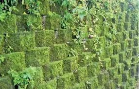  ?? Pic by Fred Hsu ?? Damp walls are a familiar sites where moss grows.