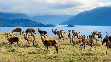  ?? PHOTO: SUPPLIED ?? Landcorp is possibly the country’s largest deer farmer. Pictured is Eweburn Station, which backs onto Lake Te Anau.