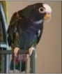  ?? PHOTO COURTESY OF MARYANNE RYBARCZYK ?? Levi, a white-capped Pionus parrot, was taken from Diane’s Pet Center on Sunday. Anyone with informatio­n on the bird’s whereabout­s should contact police.