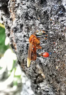  ??  ?? LOCAL stingless bees provide honey to the community