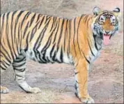  ?? HT FILE ?? NTCA had approved the relocation of three Ranthambho­re tigers — two female and a male – to MHTR in September last year.