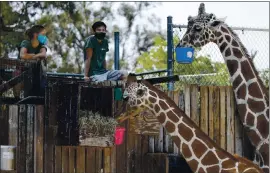  ?? PHOTOS BY JANE TYSKA — STAFF PHOTOGRAPH­ER ?? Staff members watch after feeding giraffes at the Oakland Zoo in Oakland on Wednesday.