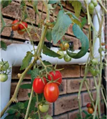  ??  ?? Theunis and Marie Naudé were able to move their nutrient film technique (NFT) system from their flat to their new townhouse. They are reaping the rewards, like the juicy cherry tomatoes above.