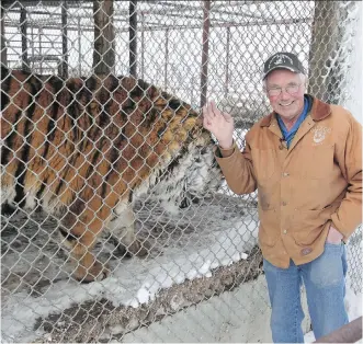  ?? CALGARY
HERALD/ FILES ?? Lynn Gustafson, owner of GuZoo near Three Hills, is seen near one of the zoo’s Siberian tigers in 2011. The zoo was ordered closed Tuesday to address deficienci­es. A raccoon, left, climbs the fence.