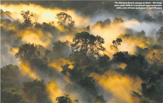  ??  ?? > The Amazon forest canopy at dawn – the huge area could shift to ‘a savannah-type ecosystem with a mix of trees and grass’ in just 49 years