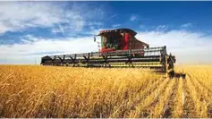  ?? ?? Zimbabwe has toiled hard in the agricultur­e sector to ensure food security and import substituti­on. The Presidenti­al Inputs Scheme has seen maize and wheat production, as well as livestock production shooting up