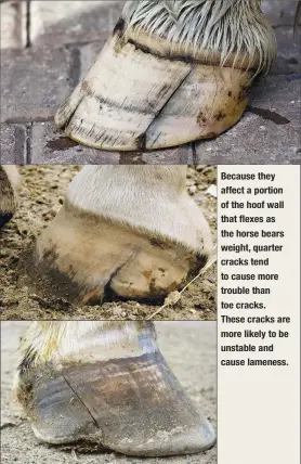  ??  ?? Because they affect a portion of the hoof wall that flexes as the horse bears weight, quarter cracks tend to cause more trouble than toe cracks. These cracks are more likely to be unstable and cause lameness.