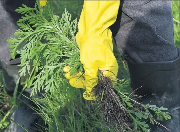  ?? [ Bernd Settnik/picturedes­k.com ] ?? Die Pollen der Pflanze Ragweed bilden ein besonders aggressive­s Allergen.