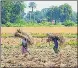  ?? ?? Anger among farmers in Surendrana­gar saw the BJP’s electoral fortunes take a beating in the region in 2017.