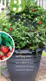  ??  ?? Strawberri­es spilling over a trio of pots are a delicious addition to any outdoor space.