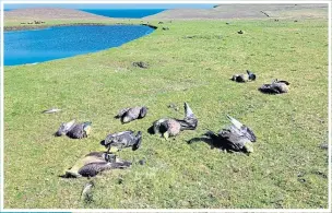  ?? ?? A puffin and great skua nest on Fair Isle, main, but many bodies of skuas, known as bonxies, lie dead on Fair Isle on Thursday exposing rising toll of avian flu