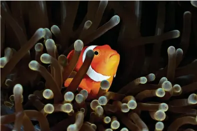  ?? (REINHARD DIRSCHERL/ULLSTEIN BILD VIA GETTY IMAGES) ?? Dans son milieu naturel – ici près de l’archipel indonésien des Raja Ampat – comme en aquarium, le petit Nemo compte les bandes blanches verticales pour identifier les poissons qui l’approchent.