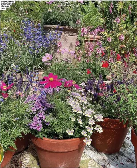  ??  ?? COLOURFUL Diarmuid’s glorious pots