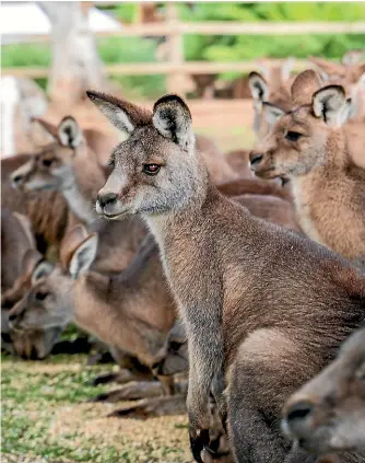  ?? BROOK SABIN/STUFF ?? You can feed kangaroos at Tasmania’s Bonorong Wildlife Sanctuary, just an easy flight from New Zealand away.