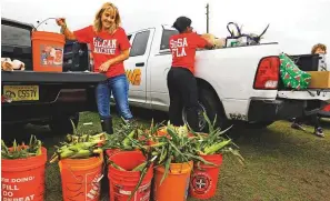  ?? New York Times ?? ■
■
Above: Kelly Sizelove (left) with the Florida office of the Society of St. Andrew helps pack ears of corn at Long & Scott Farms. Left: Iola Brown helps pick hundreds of ears of corn. Gleaning groups are at the front lines of those helping to stabilise the nation’s shaky food supply.