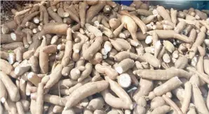  ??  ?? Harvested cassava