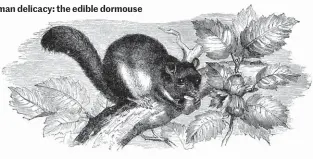  ??  ?? Roman delicacy: the edible dormouse