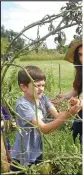  ??  ?? Jillian Browder, Farm Lab coordinato­r with Apple Seeds Teaching Farm, helps Ben Little pick out a tomato The farm offers gardening opportunit­ies all summer long.