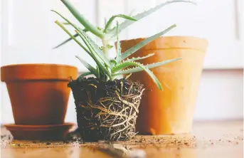  ?? GETTY IMAGES ?? Aloe vera is a good choice for novice home gardeners, as succulents require little maintenanc­e; however, as with most plants, they do need specific care. Be sure to arm yourself with easily accessed informatio­n if you want your plants to survive your new enthusiasm.