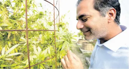  ?? FILE ?? In this October 2016 file photo, Balram Vaswani examines a marijuana plant grown at his lab at UTech.