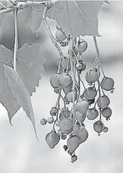  ?? [PHOTO BY JANICE TUCKER, FOR THE SANTA FE BOTANICAL GARDEN] ?? Rio Grande Cottonwood (Populus deltoides) catkins are shown before opening. The photo was taken at the Santa Fe Botanical Garden’s Leonora Curtin Wetland Preserve.