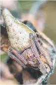 ??  ?? In this handout photograph received from Sumukha JN, the newly-discovered spider Eriovixia Gryffindor­i sits on a leaf in the Kans in India’s Western Ghats. — AFP hoto