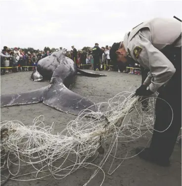  ?? Daryl Dyck / The Canadian PRes Files ?? This beached humpback was found entangled in a fishing net off B.C. in 2012. Three right whales were spotted last week in the Gulf of St. Lawrence similarly entangled.