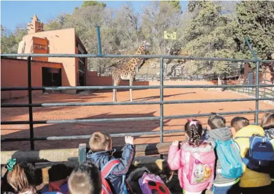  ?? ROLDÁN SERRANO ?? Un grupo de escolares observa a la jiraba en el recinto habilitado desde 2004