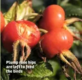  ??  ?? Plump rose hips are left to feed the birds
