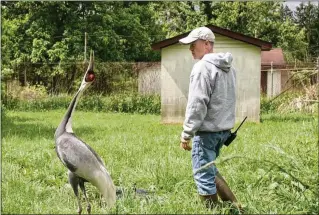  ?? ROSHAN PATEL/SMITHSONIA­N’S NATIONAL ZOO AND CONSERVATI­ON BIOLOGY INSTITUTE 2021 ?? Walnut, with keeper Chris Crowe, was a white-naped crane who died last month at the age of 42. Crowe was the only person she tolerated.