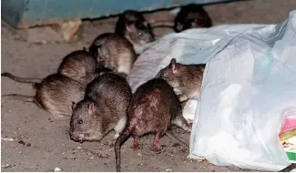  ?? ?? New York lawmakers are proposing rules to humanely drive down the population of rats and other rodents.