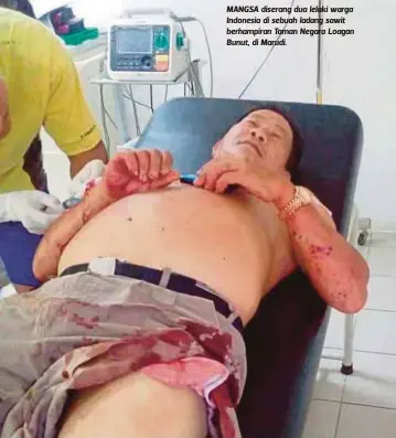  ??  ?? MANGSA diserang dua lelaki warga Indonesia di sebuah ladang sawit berhampira­n Taman Negara Loagan Bunut, di Marudi.