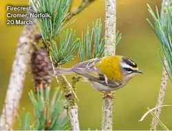  ?? ?? Firecrest, Cromer, Norfolk, 20 March