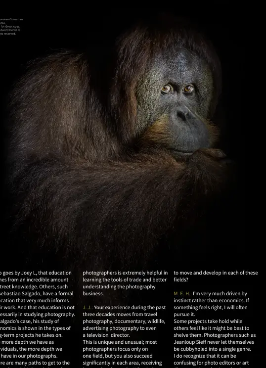  ?? ?? Kiki, Bornean-Sumatran orangutan,
Center for Great Apes. Mark Edward Harris © All rights reserved.