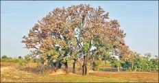  ?? HT ?? Trees covered with locusts in MP’S Malwa region. More such swarms, which have reached as far as n
Maharashtr­a, are moving towards the state and are expected to damage vegetation. >>P7