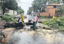  ?? ?? Árboles de gran porte cayeron en varios puntos de Asunción. La Dirección de Servicios Urbanos procedió a la poda y despeje.
