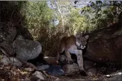  ?? MIGUEL ORDEÑANA — THE ASSOCIATED PRESS ?? A mountain lion known as P-22gained fame and shone a spotlight on the troubled population of California's endangered mountain lions.
