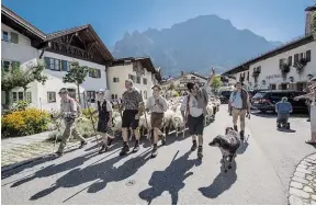  ??  ?? Schafabtri­eb von den Almen – Bauernwoch­en Alpenwelt KARWENDEL