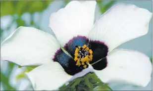  ?? Edwige Moyroud ?? The region at the base of the petals of this Hibiscus trionum flower contains a dark pigment but appears blue at certain angles due to an optical effect on the surface of the cells.