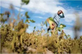  ?? NATACHA PISARENKO/AP ?? Martin Sturla, standing in his dry soybean field Monday in San Antonio de Areco, Argentina, said he has lost 85% of his soybean and corn crops to drought.