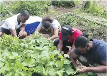  ?? RAYMOND FIGUEROA JR. ?? Members of the community-based Alternativ­es-to-Incarcerat­ion initiative tend the plots at the Brook Park Youth Farm, where peppers are grown for Bronx Hot Sauce.